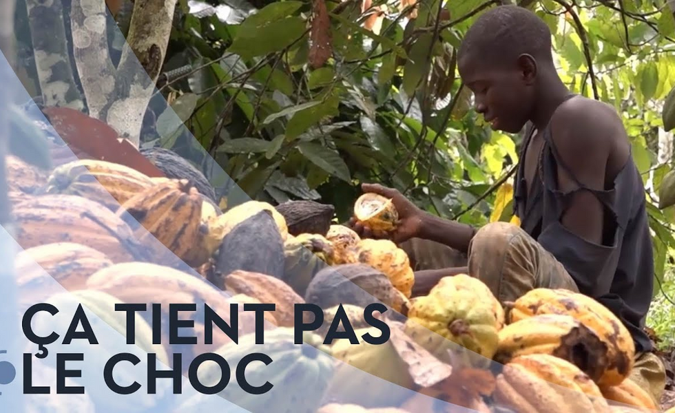 Chocolat: enfants au travail, déforestation, labels inéfficaces